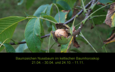 Der Nussbaum im keltischen Baumhoroskop