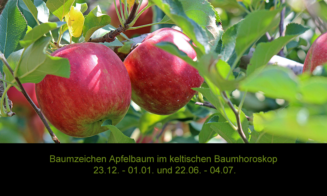 Keltisches Baumhoroskop Baumzeichen Apfel