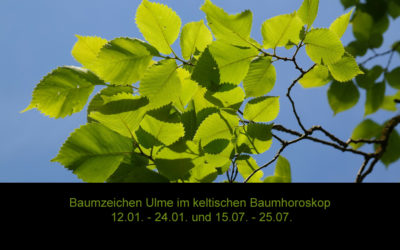 Baumzeichen Ulme im keltischen Baumhoroskop