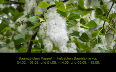 Baumzeichen Pappel im keltischen Baumhoroskop