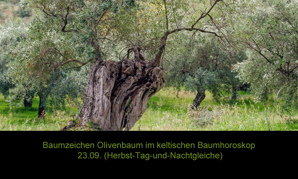 Baumkreiszeichen Olivenbaum